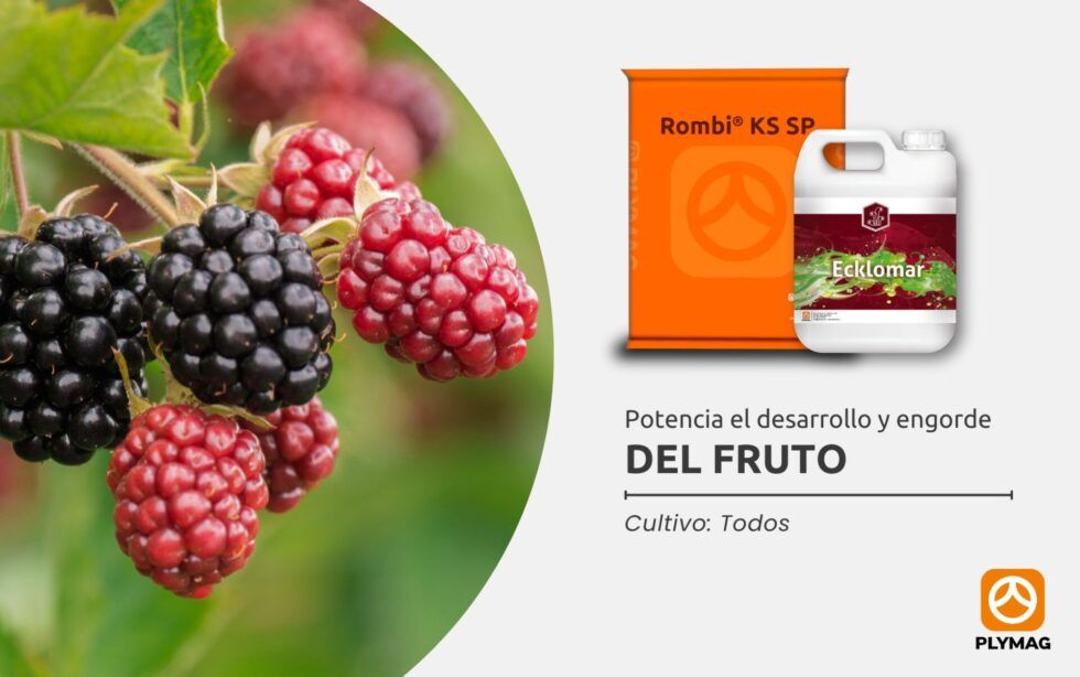 Potencia el desarrollo y engorde del fruto con Ecklomar® y Rombi® KS SP
